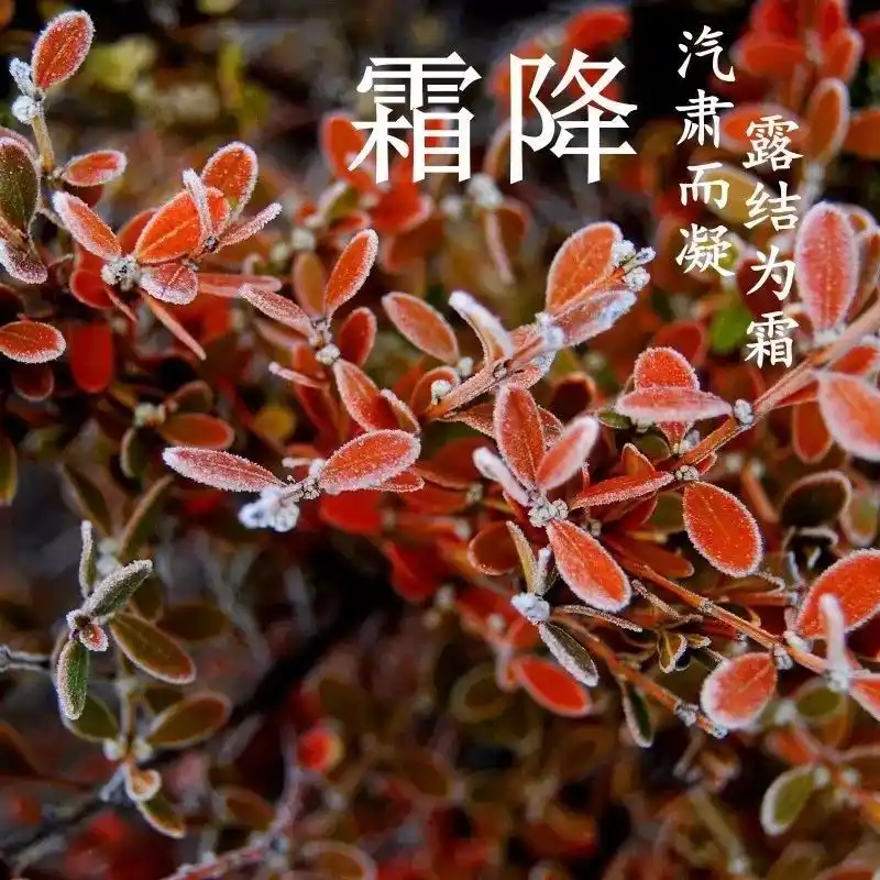霜降